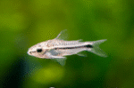 Corydoras pygmaeus "Corydoras pigmy" - Image 2