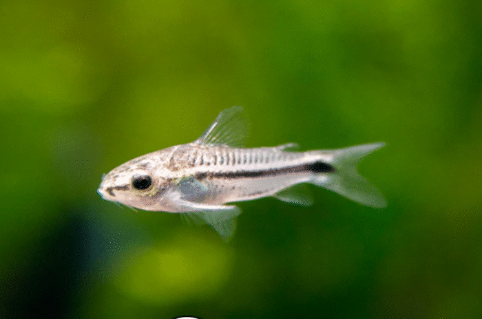 Corydoras pygmaeus "Corydoras pigmy" - Image 2