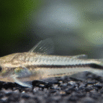 Corydoras pygmaeus "Corydoras pigmy"