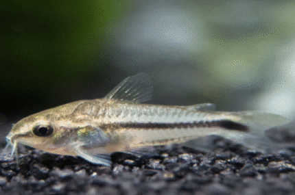 Corydoras pygmaeus "Corydoras pigmy"