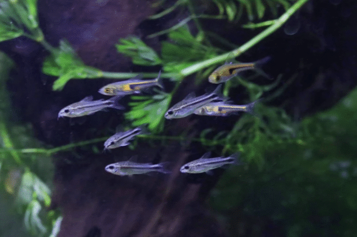 Corydoras pygmaeus "Corydoras pigmy" - Image 3