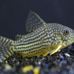 Corydoras Sterbai