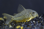 Corydoras Sterbai
