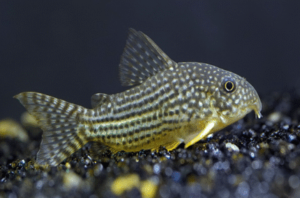 Corydoras Sterbai