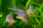 Corydoras Sterbai - Image 2