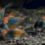Corydoras venezuelanus "Venezuela's Corydoras"