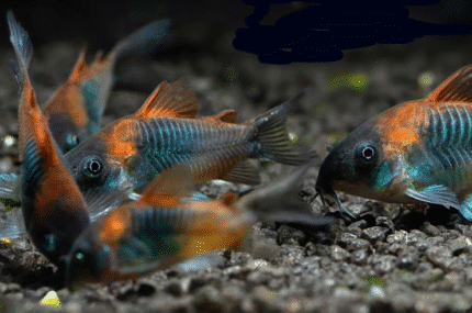 Corydoras venezuelanus "Venezuela's Corydoras"
