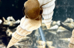 Tylomelania sp. Mix - Image 2