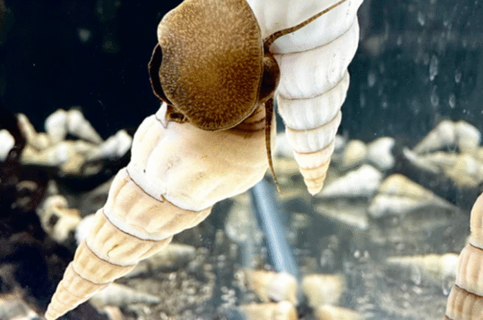 Tylomelania sp. Mix - Image 2