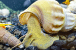 Tylomelania sp. Mix - Image 3