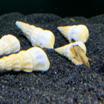 Tylomelania sp. "White Hercules Snail"