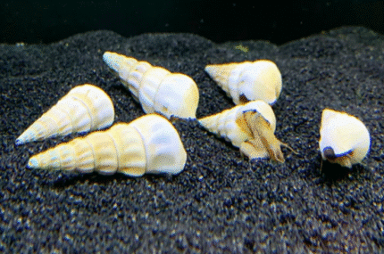 Tylomelania sp. "White Hercules Snail"