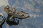 Periophthalmus gracilis "Graceful Indonesia Mudskipper Goby" - Image 3