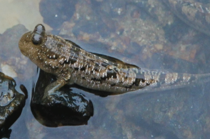 Periophthalmus gracilis "Graceful Indonesia Mudskipper Goby" - Image 3