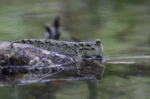 Periophthalmus gracilis "Graceful Indonesia Mudskipper Goby" - Image 2