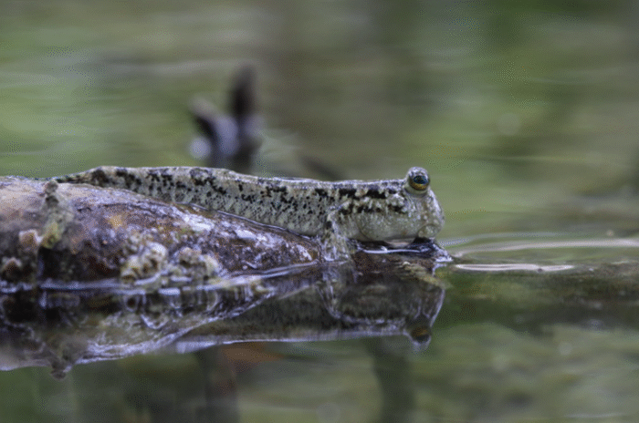 Periophthalmus gracilis "Graceful Indonesia Mudskipper Goby" - Image 2