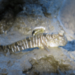 Periophthalmus gracilis "Graceful Indonesia Mudskipper Goby"