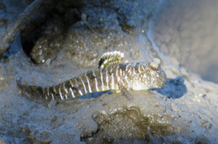 Periophthalmus gracilis "Graceful Indonesia Mudskipper Goby"