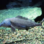 Mormyrus Longirostris "Baby Dolphin Elephant "
