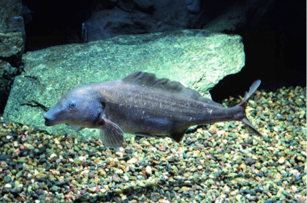 Mormyrus Longirostris "Baby Dolphin Elephant "