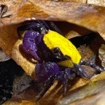 Geosesarma sp. "Yellow Carnaval Crab"