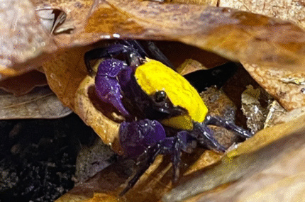 Geosesarma sp. "Yellow Carnaval Crab"