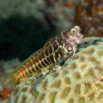 Salarias Segmentatus "Segmented Blenny"