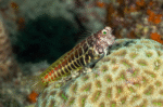 Salarias Segmentatus "Segmented Blenny"