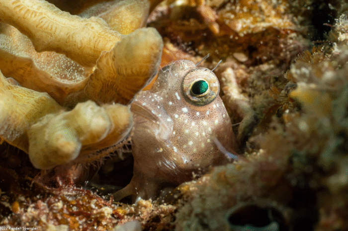 Salarias Segmentatus "Segmented Blenny" - Image 2
