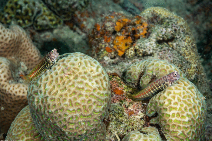 Salarias Segmentatus "Segmented Blenny" - Image 3