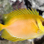 Siganus Guttatus "Bluespotted Spinefish"