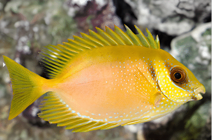 Siganus Guttatus "Bluespotted Spinefish"