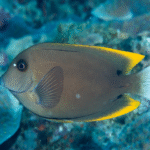 Ctenochaetus Tominiensis "Tomini Bristletooth"