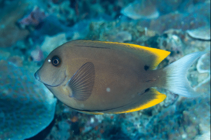 Ctenochaetus Tominiensis "Tomini Bristletooth"