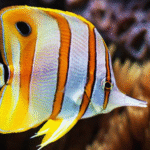 Chelmon Rostratus "Copperband Butterfly"