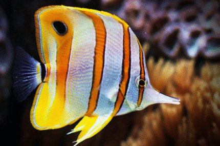 Chelmon Rostratus "Copperband Butterfly"