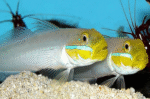 Valenciennea Strigata "Pennant Glider" - Image 2