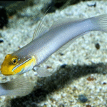 Valenciennea Strigata "Pennant Glider"