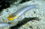 Valenciennea Strigata "Pennant Glider"