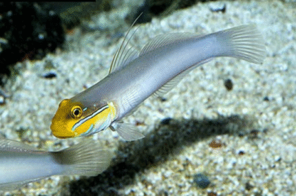 Valenciennea Strigata "Pennant Glider"