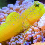 Cryptocentrus Cinctusn "Yellow Prawn Goby (Male)"