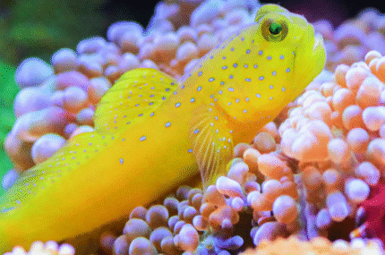 Cryptocentrus Cinctusn "Yellow Prawn Goby (Male)"