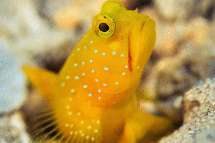 Cryptocentrus Cinctusn "Yellow Prawn Goby (Male)" - Image 2