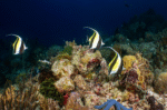 Zanclus cornutus "Moorish Idol" - Image 2