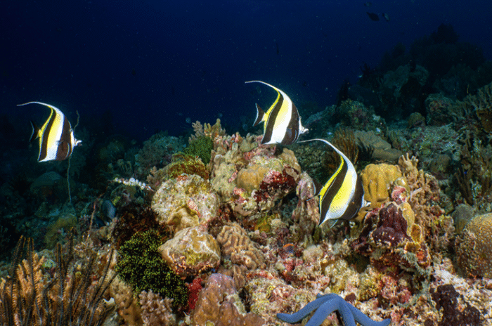Zanclus cornutus "Moorish Idol" - Image 2