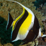 Zanclus cornutus "Moorish Idol"