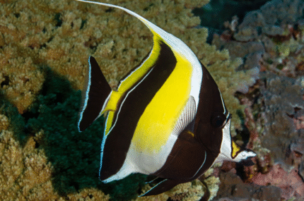 Zanclus cornutus "Moorish Idol"