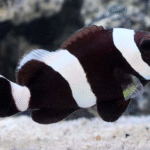 Amphiprion Polymnus "Saddleback Clown"