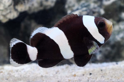 Amphiprion Polymnus "Saddleback Clown"