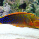 Amphiprion Polymnus "Saddleback Clown"